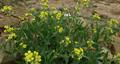Sterigmostemum sulphureum